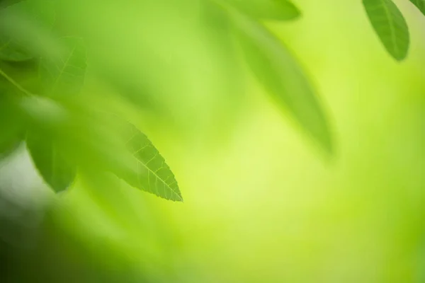 Hoja Verde Sobre Naturaleza Verde Fondo Jardín — Foto de Stock