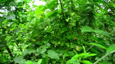 çalılık görüntüleme