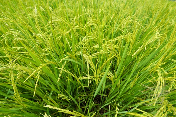 Campo di riso — Foto Stock