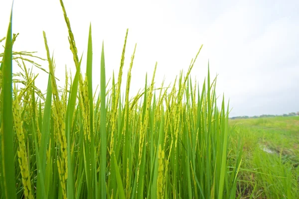 Rýžové pole — Stock fotografie