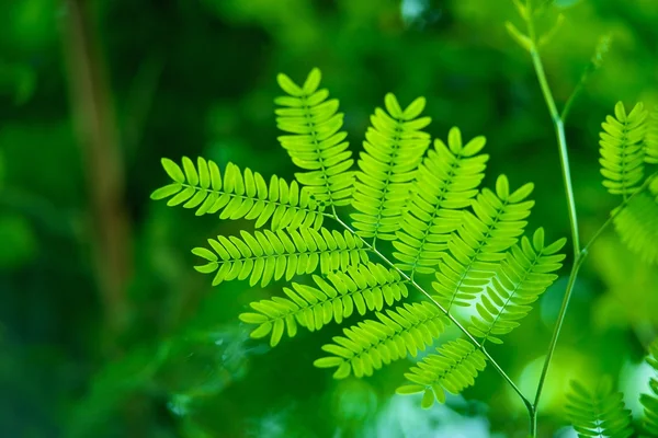 Hoja de popinaco blanco — Foto de Stock