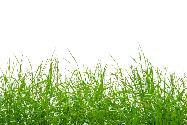 Gras op wit — Stockfoto