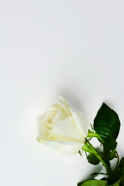 White rose Royalty Free Stock Images