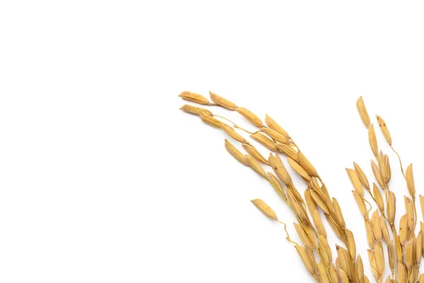 Rice grain — Stock Photo, Image