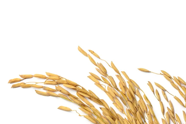 Rice grain — Stock Photo, Image