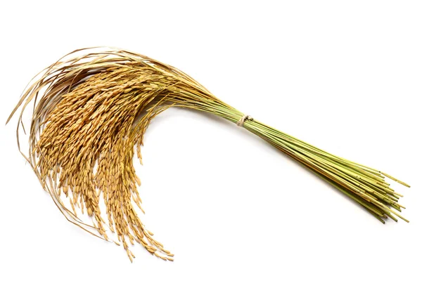 Зерно рису — стокове фото