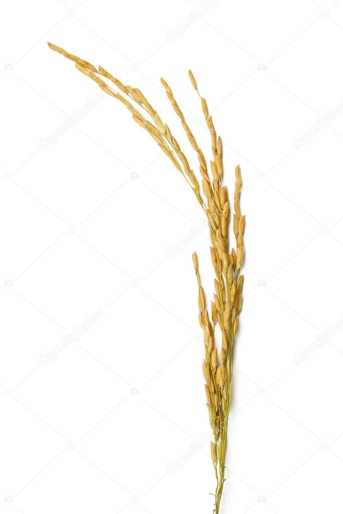 rice stalks