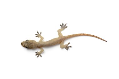 Gecko
