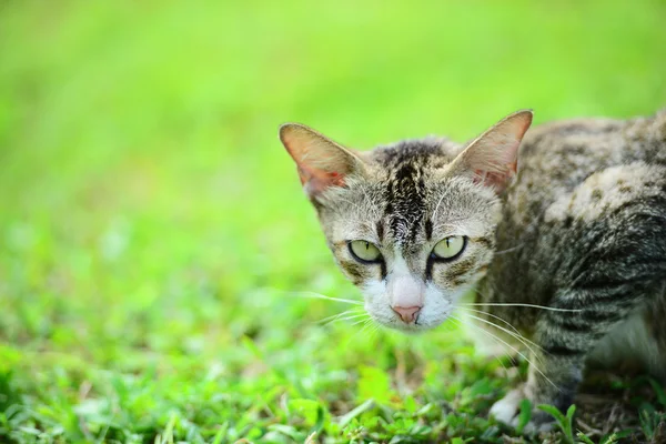 Cat on the grass — Stock Photo, Image