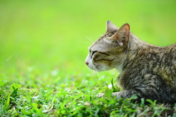 Cat on the grass — Stock Photo, Image