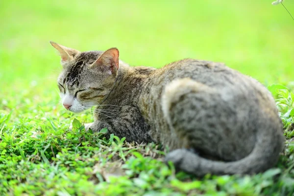 Cat on the grass — Stock Photo, Image