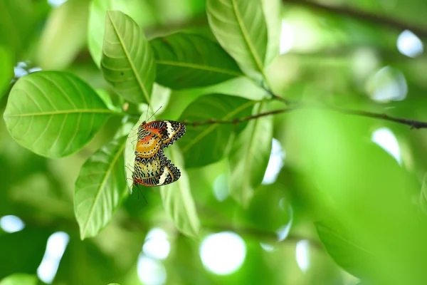 Accouplement papillon — Photo