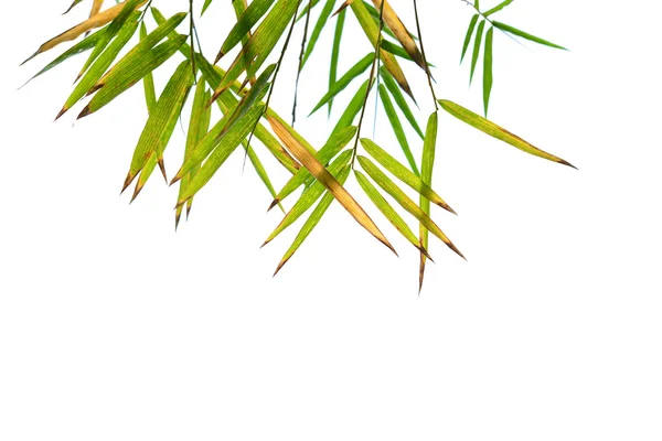 Daun Bambu — Stok Foto