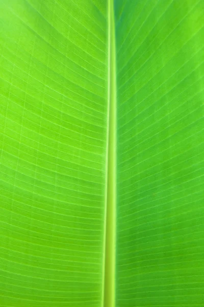 Bananenblad — Stockfoto