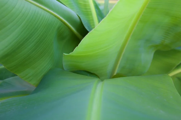Banana leaf — Stock Photo, Image