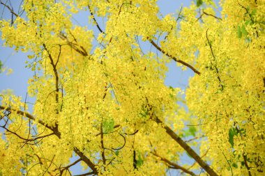 Cassia fistül çiçek