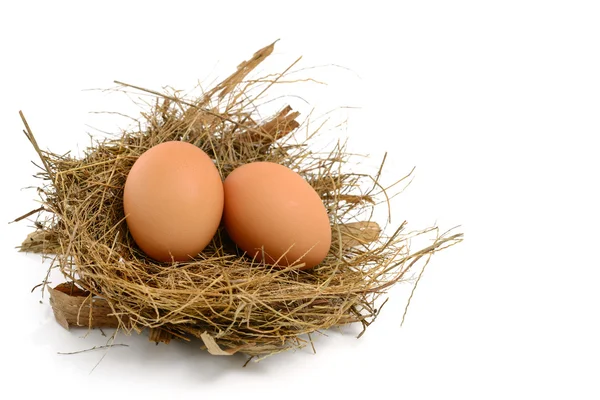 둥지에서 계란 — 스톡 사진
