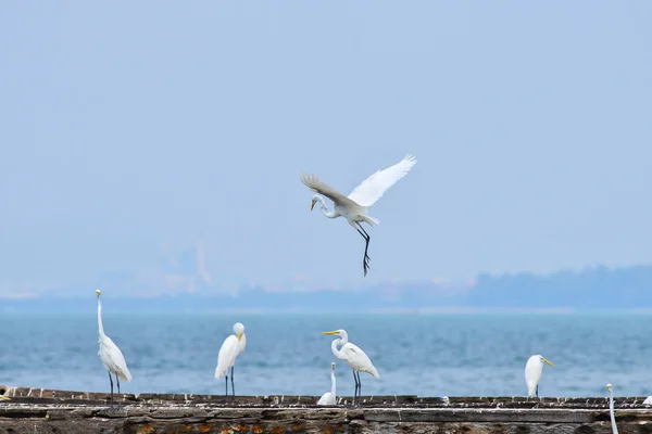 White egret — Stock Photo, Image