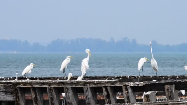 Antiguo barco pesquero con garza blanca — Vídeos de Stock