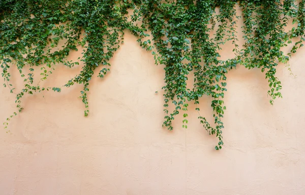 Efeu an der Mauer — Stockfoto