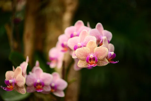 Orchidea — Foto Stock