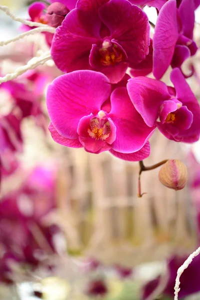 Orchidea rosa — Foto Stock