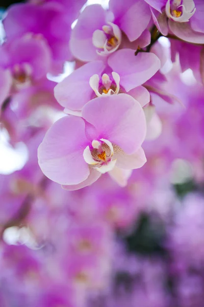 Orchidea rosa — Foto Stock