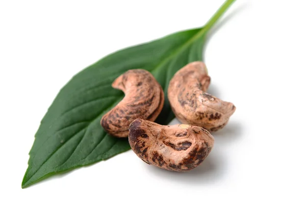 Cashew nötter — Stockfoto