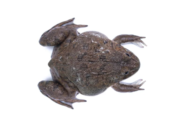 Brown frog — Stock Photo, Image