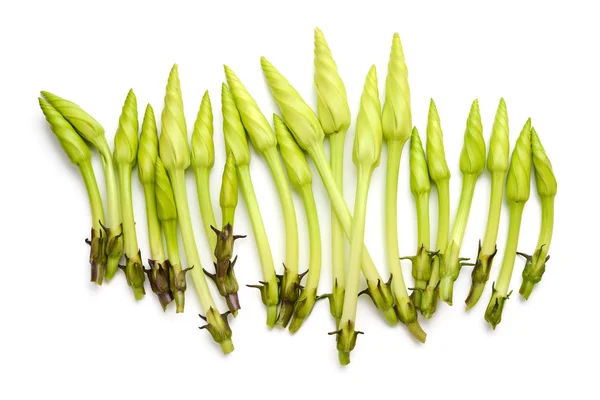 Ipomoea alba flor — Foto de Stock