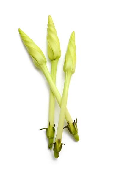 Ipomoea alba fleur — Photo