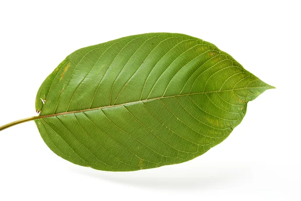 Mitragyna speciosa — Foto de Stock