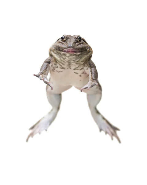 Brown frog — Stock Photo, Image