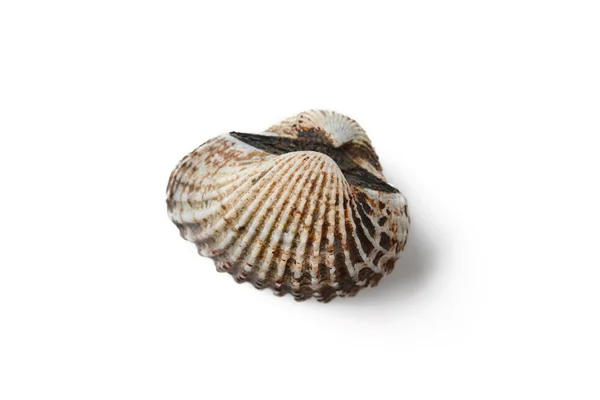 Cockle. —  Fotos de Stock