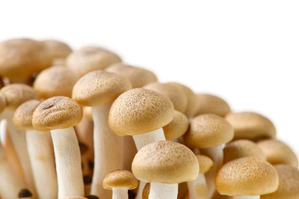 Brown beech mushrooms — Stock Photo, Image