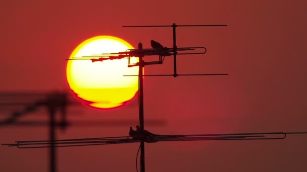 Fernsehantenne mit einem Vogel — Stockvideo