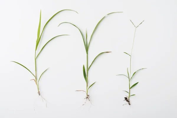 Grass with roots — Stock Photo, Image