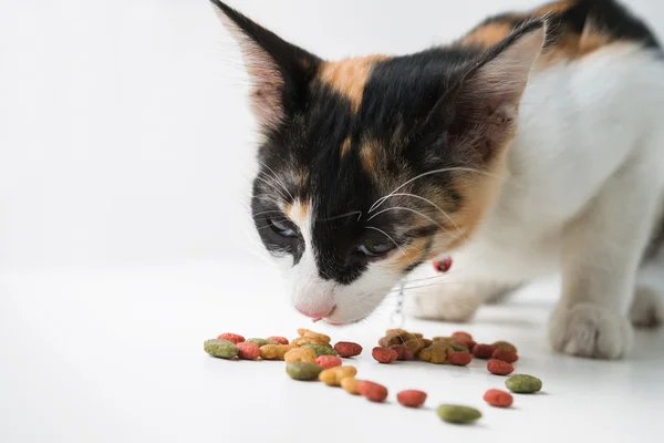 Кошка ест сухую пищу — стоковое фото