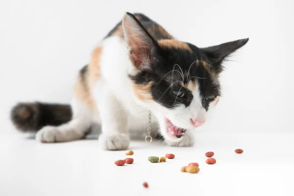 Кошка ест сухую пищу — стоковое фото