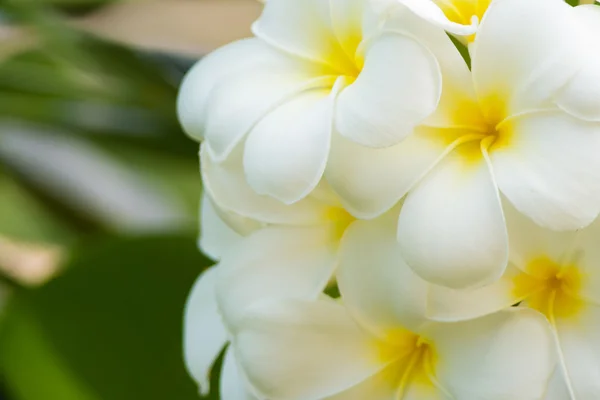 Beautiful plumeria flowers — Stock Photo, Image