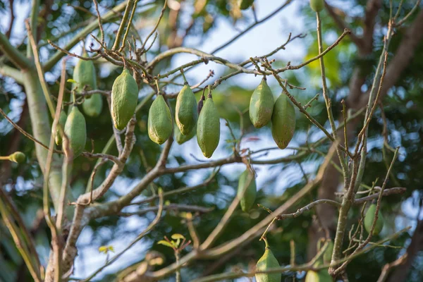 목 면화 나무에 과일 — 스톡 사진