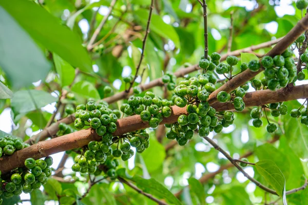 Tree branches with  green figs — Stock Photo, Image