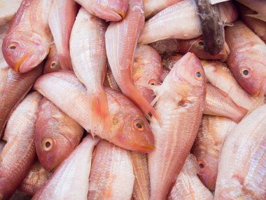 Arka plan balığı balık