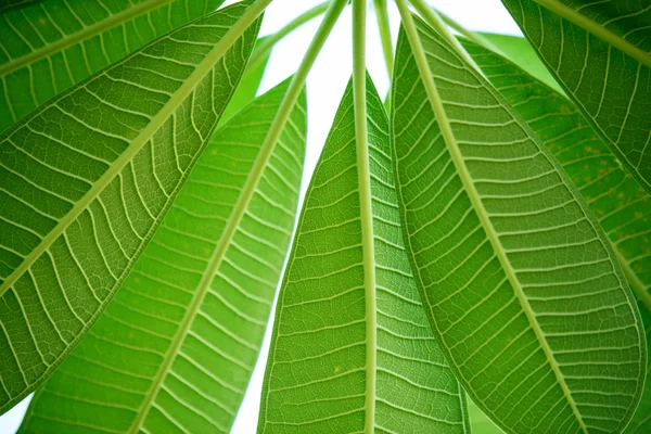 Frangipani leaf background — Stock Photo, Image