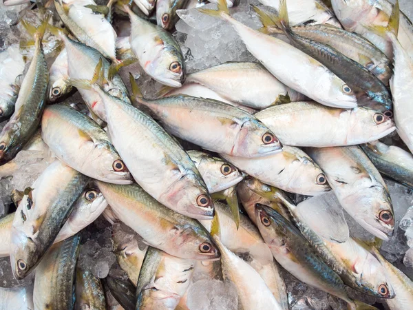 Mackerel fish in market — Stock Photo, Image