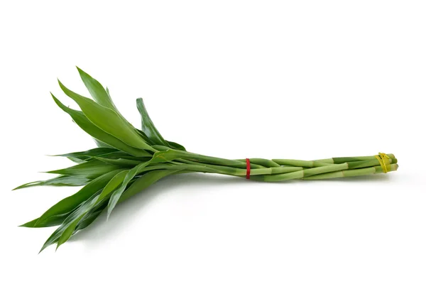 Lucky bamboo plant — Stock Photo, Image