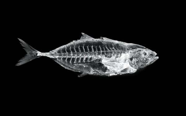 Рыба x луч — стоковое фото