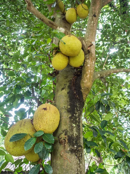 Jackfruit 나무 — 스톡 사진