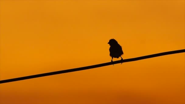 Pájaro en los cables — Vídeos de Stock