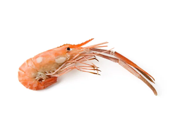 Boiled river shrimp — Stock Photo, Image